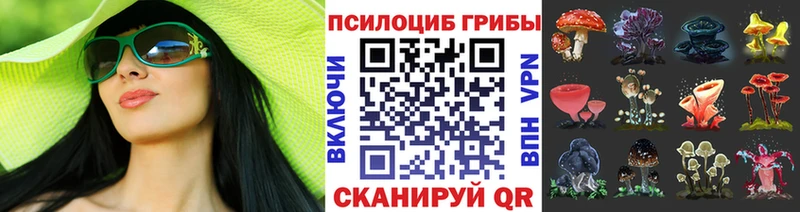 закладка  Нарткала  Псилоцибиновые грибы Psilocybe 